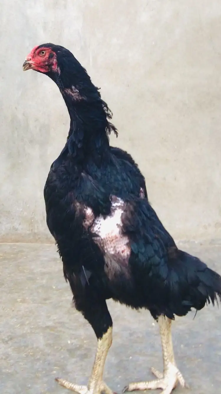 Shamo aseel murgi — photo 2