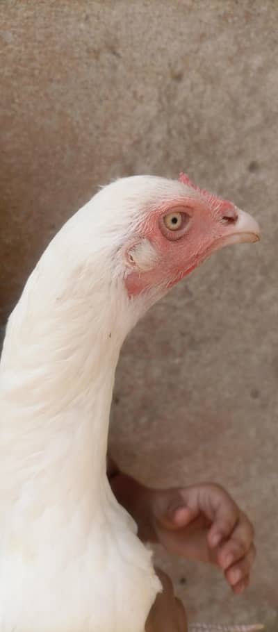 paper white aseel urgent for sale
