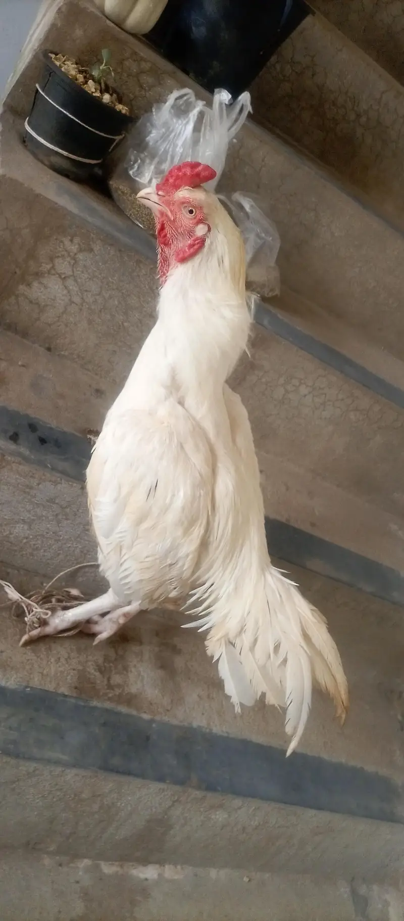paper white aseel urgent for sale — photo 2
