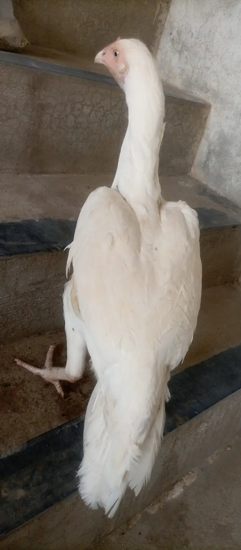 paper white aseel urgent for sale — photo 3