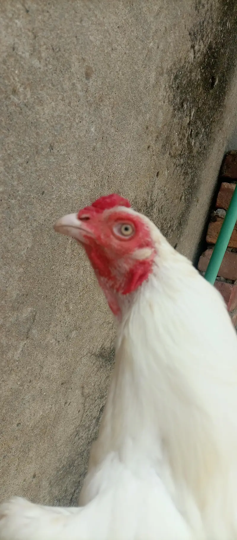 paper white aseel urgent for sale — photo 4