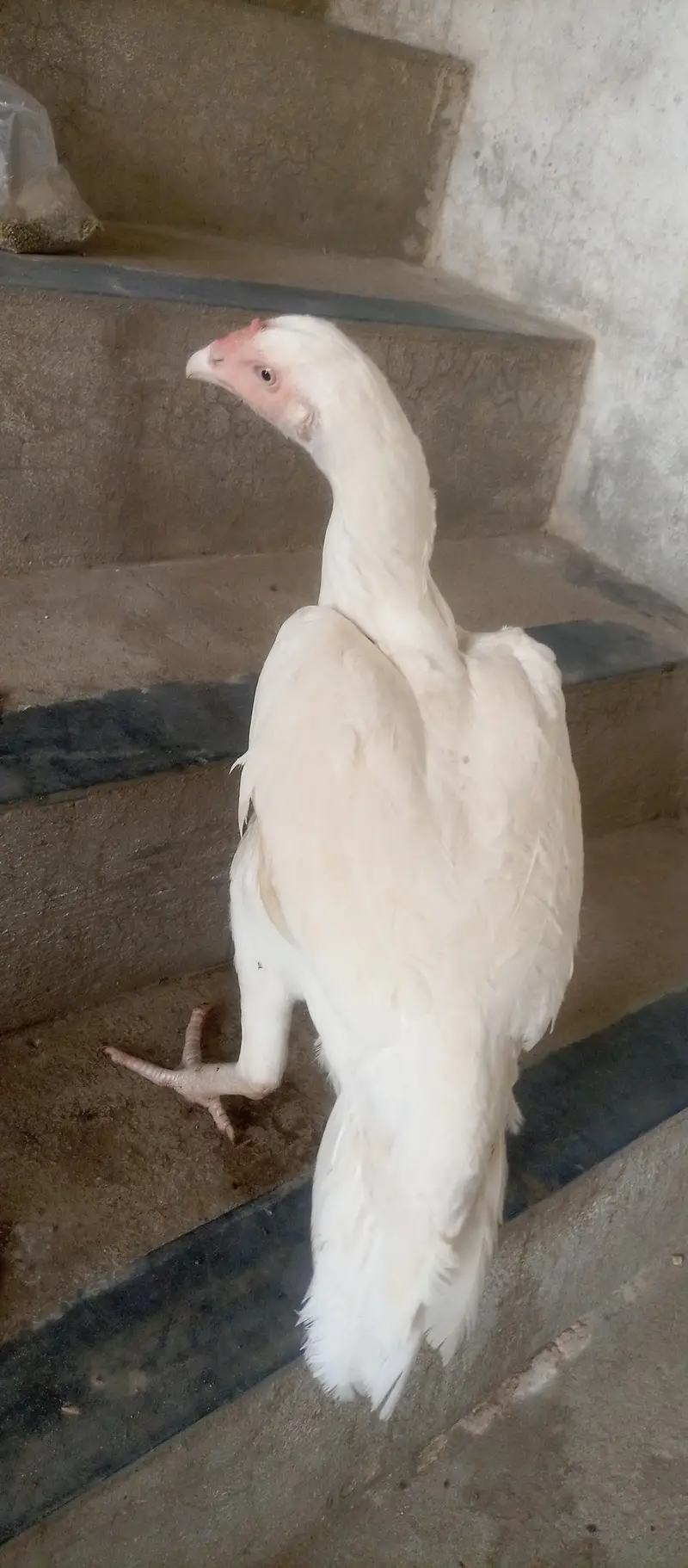 paper white aseel urgent for sale — photo 5