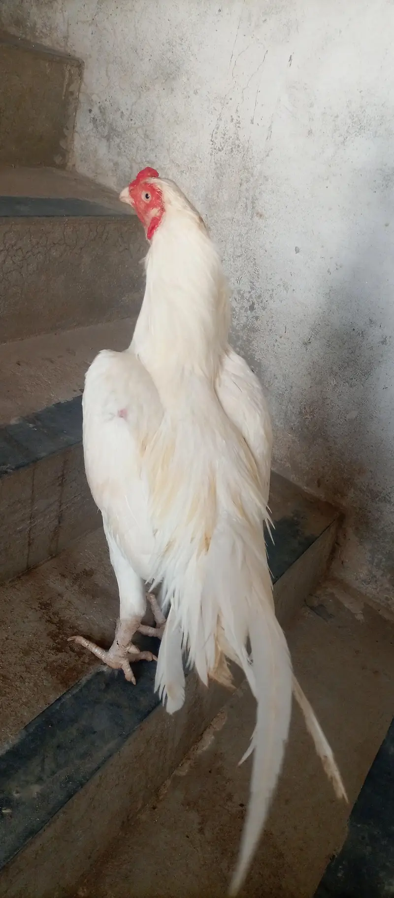 paper white aseel urgent for sale — photo 7
