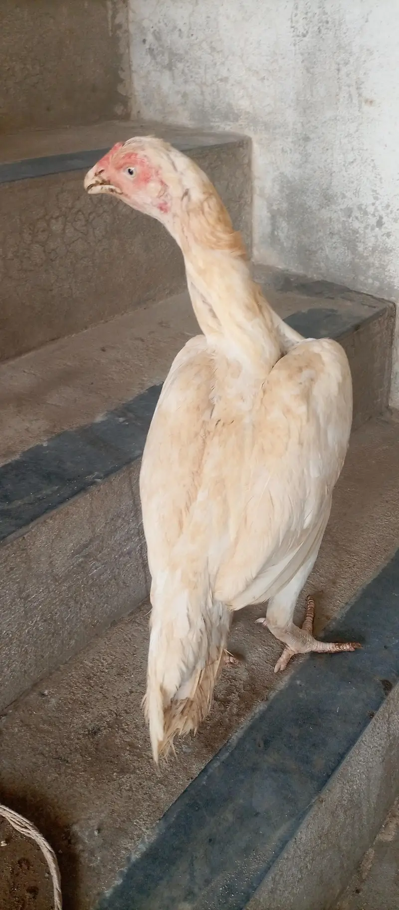 paper white aseel urgent for sale — photo 8