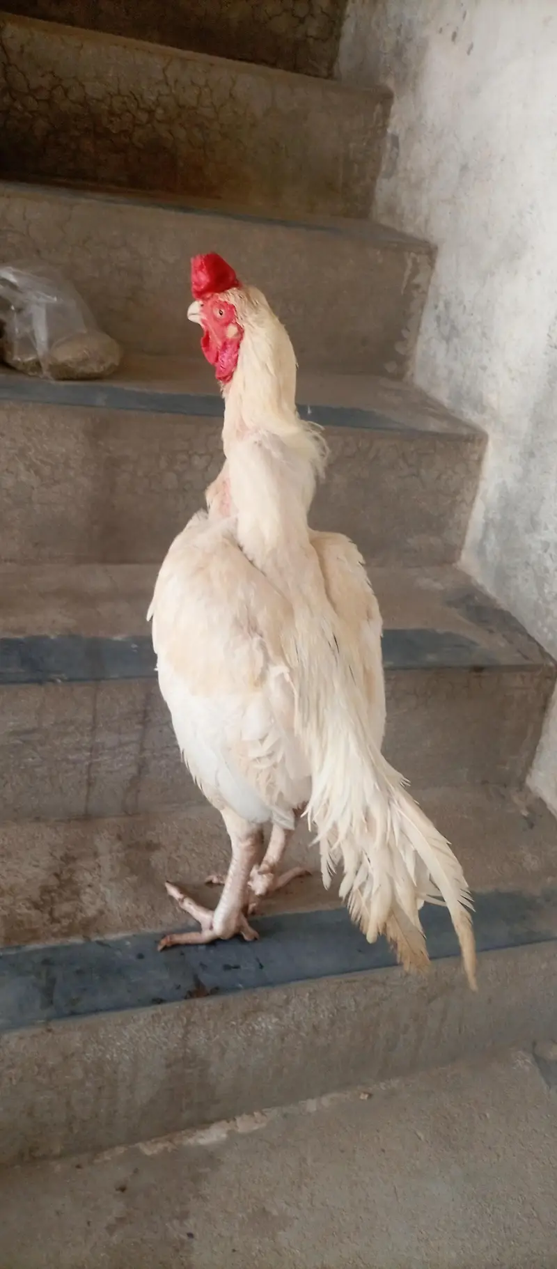 paper white aseel urgent for sale — photo 9