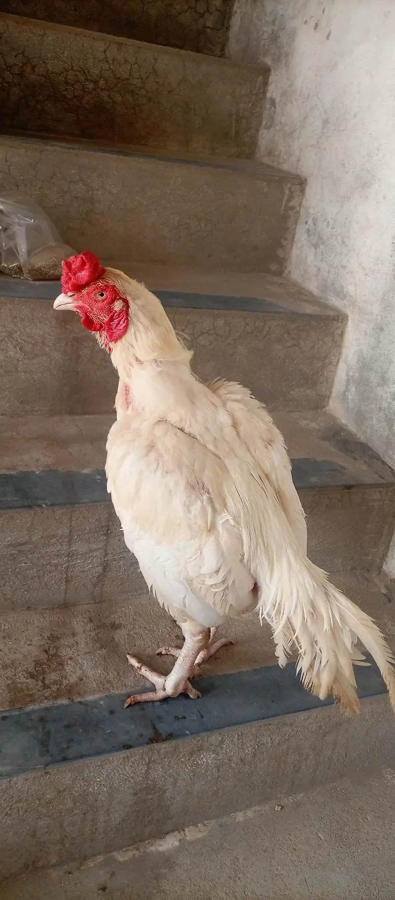 paper white aseel urgent for sale — photo 10