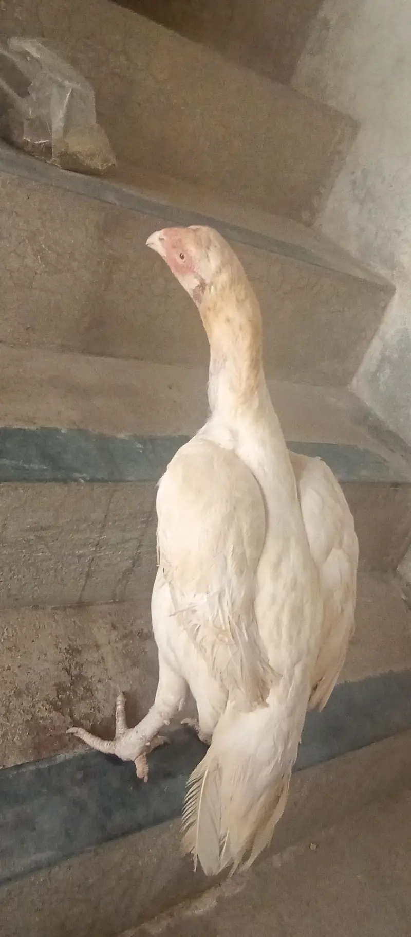 paper white aseel urgent for sale — photo 11