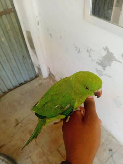 mittho