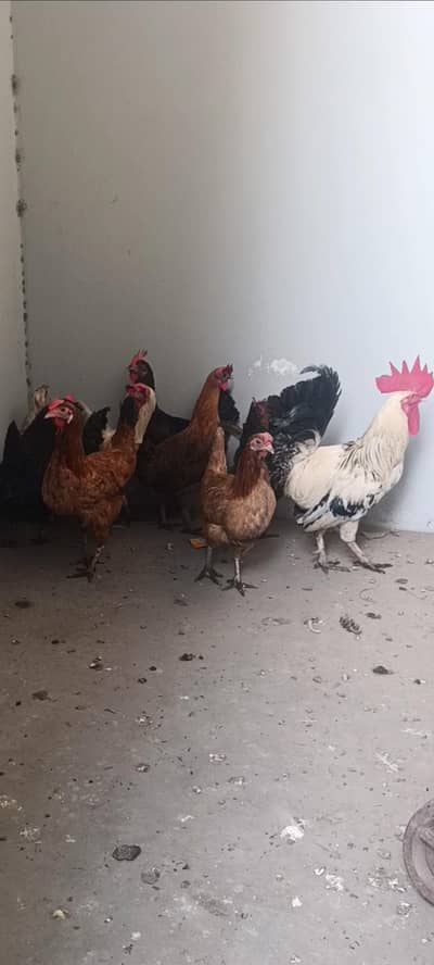 Golden misri egg laying hens available