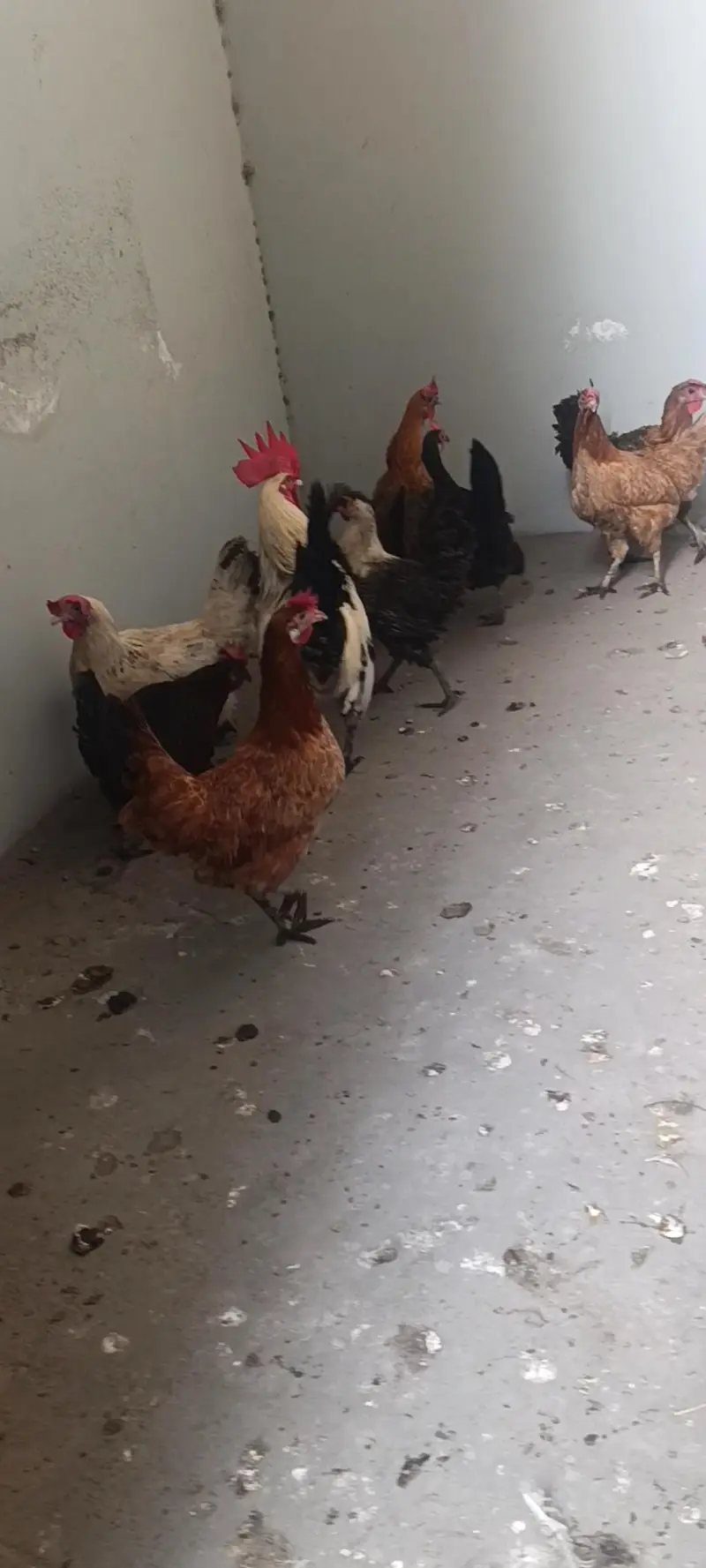 Golden misri egg laying hens available — photo 2