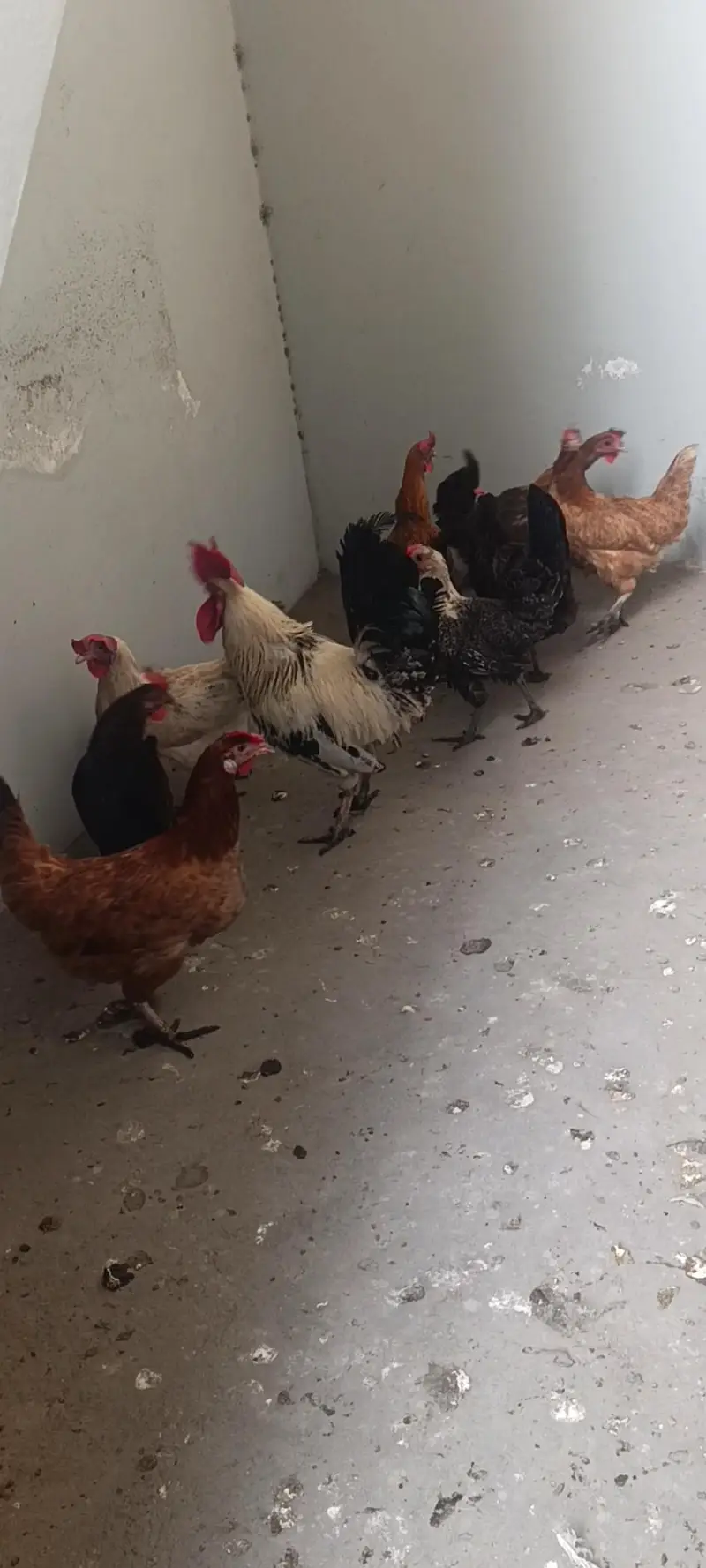 Golden misri egg laying hens available — photo 3