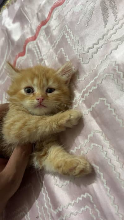 Persian Female Kitten