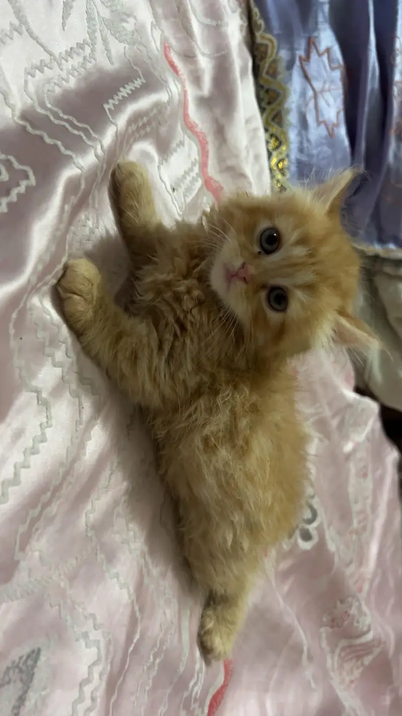 Persian Female Kitten — photo 2