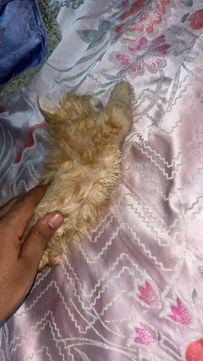 Persian Female Kitten — photo 7