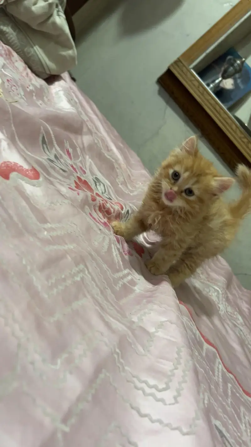 Persian Female Kitten — photo 9