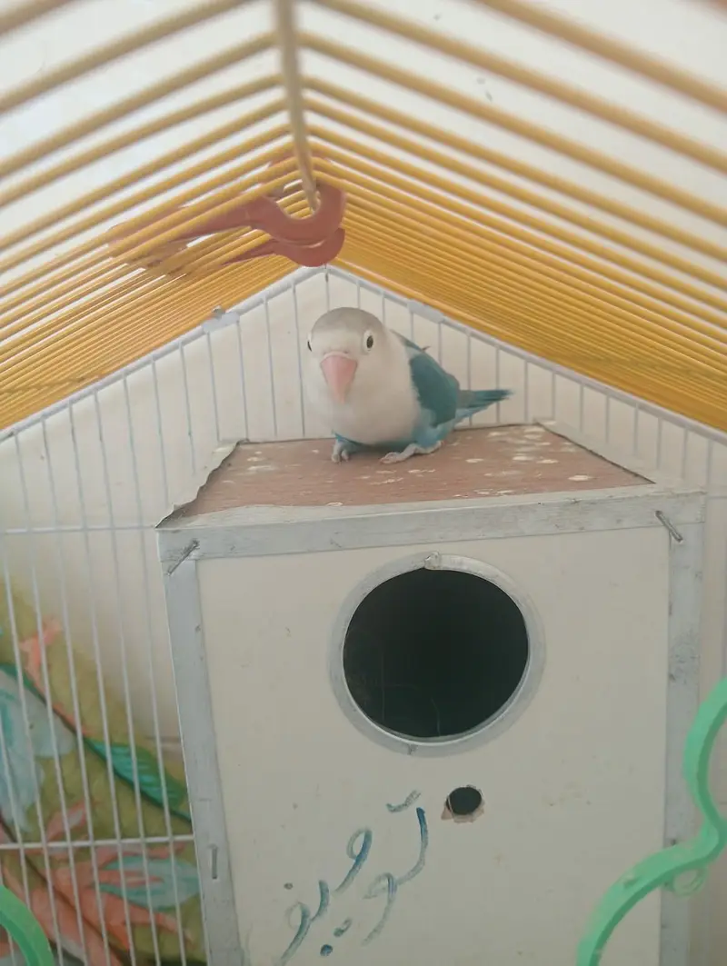 only love but no cage — photo 2