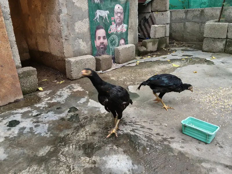 Aseel Mushki Madian — photo 4