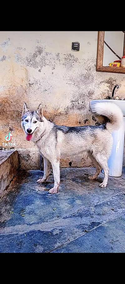 breeder female