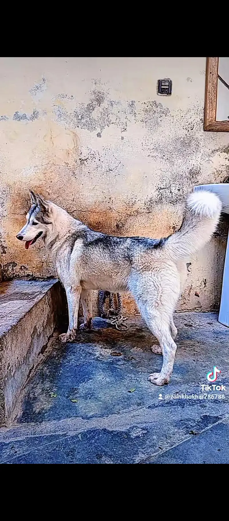 breeder female — photo 5