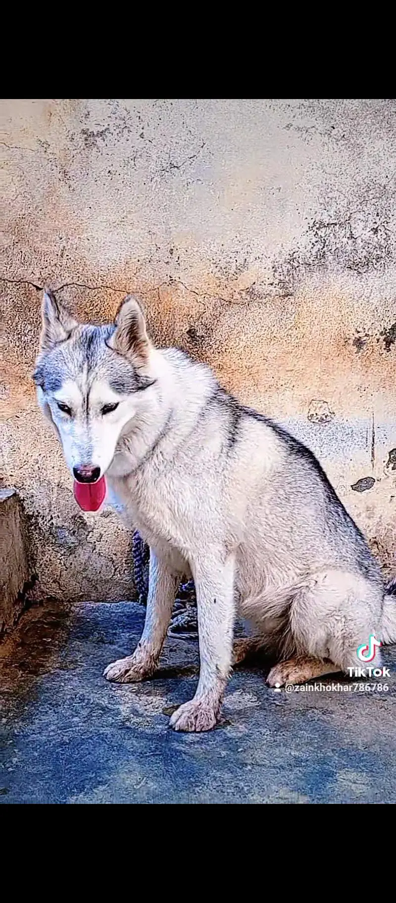 breeder female — photo 7