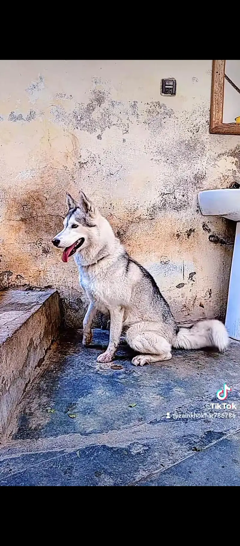 breeder female — photo 8