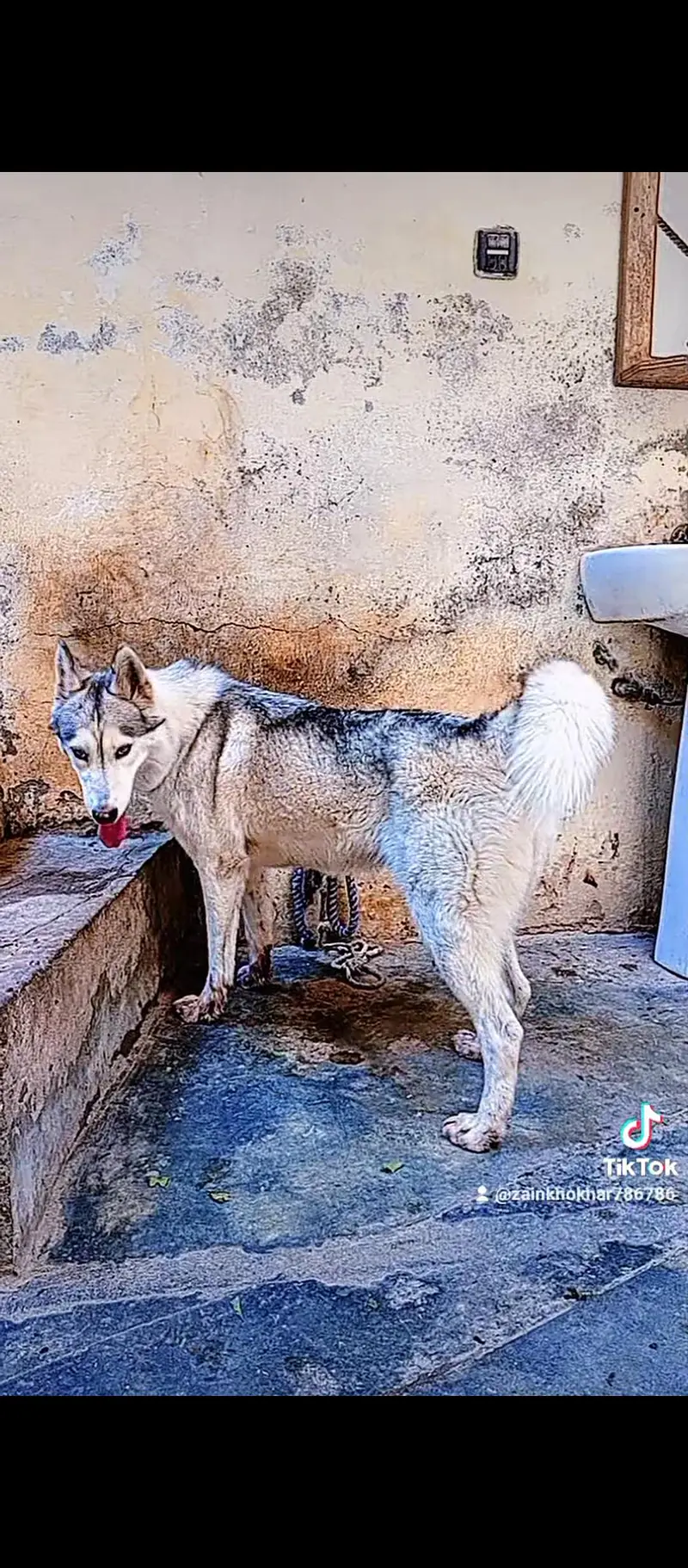 breeder female — photo 9