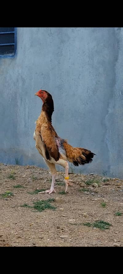 Turkish hint cross murga Japanese shamo female