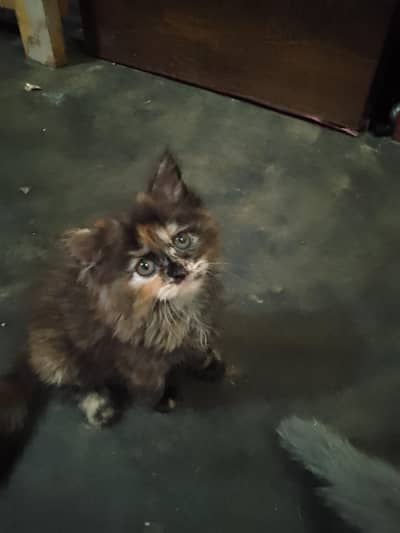 catss