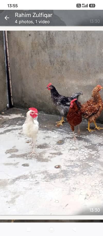 golden misri hens for sale 3 male 2 female