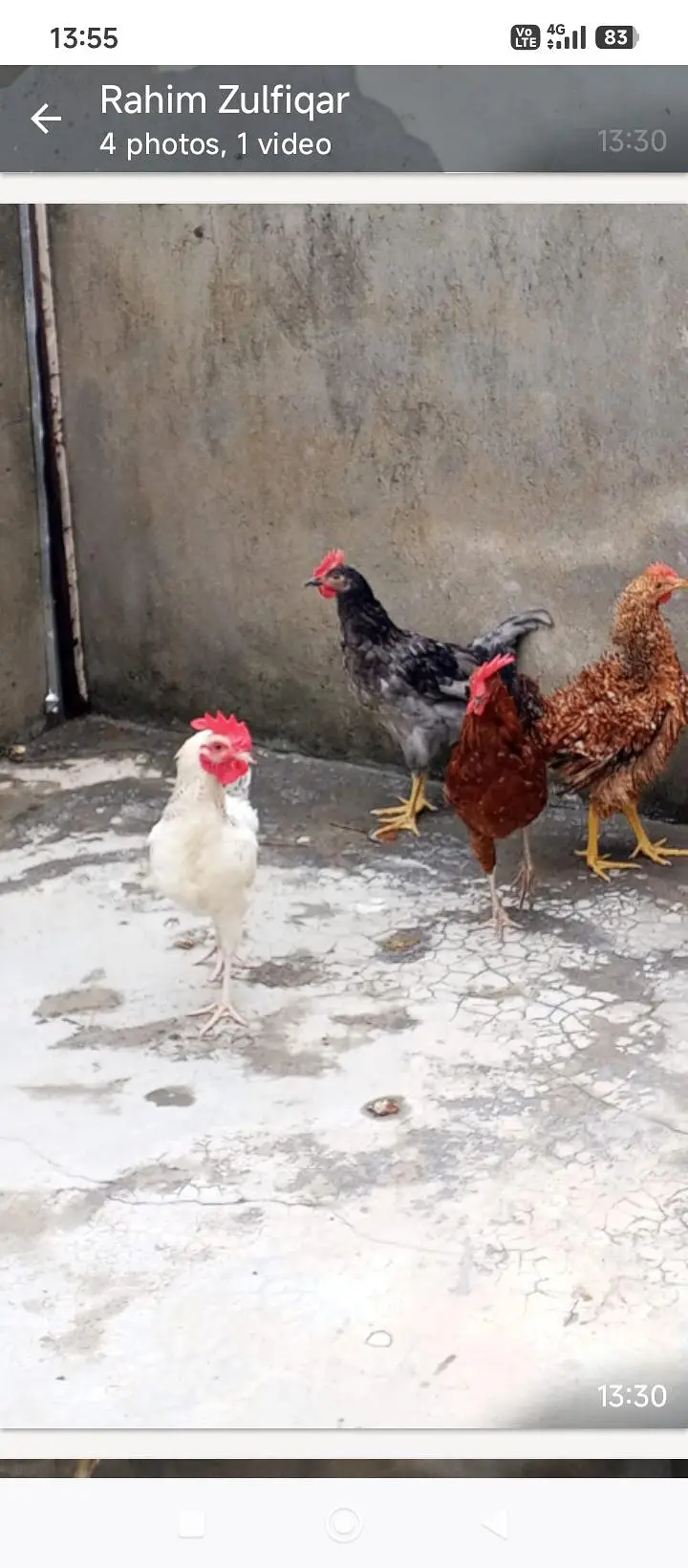 golden misri hens for sale 3 male 2 female