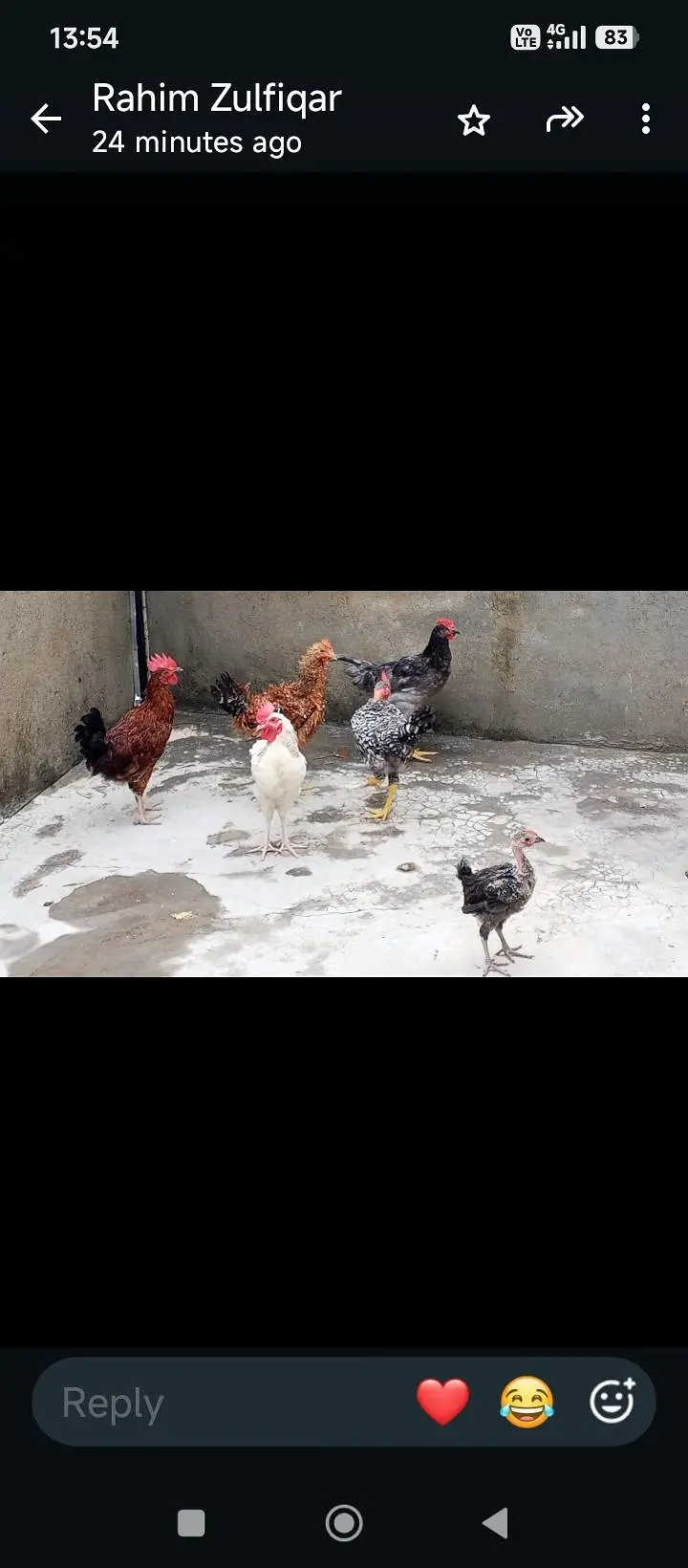 golden misri hens for sale 3 male 2 female — photo 2