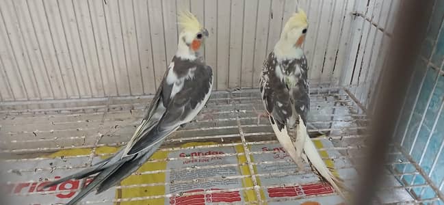 Pearl Cocktail Pair For Sell