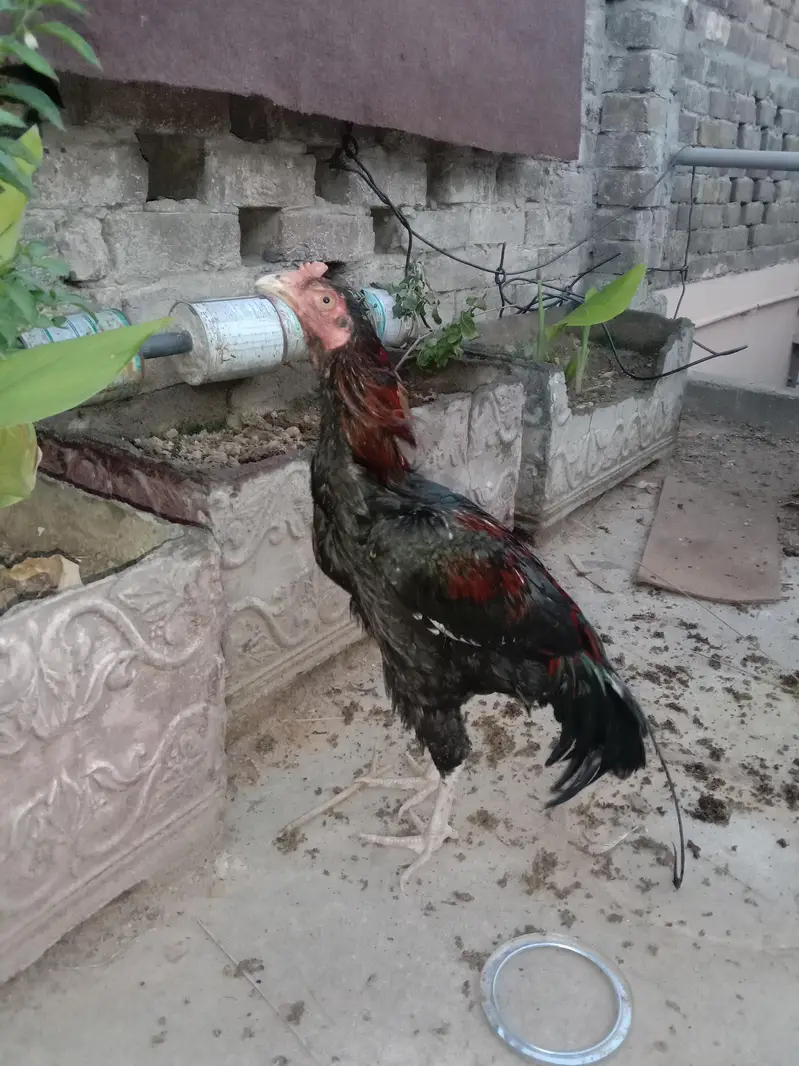 aseel jawa and lakha — photo 9
