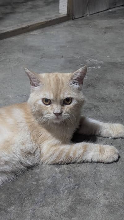 persian male cat