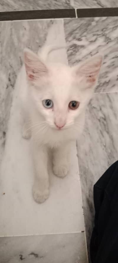 Persian kitten for adoption