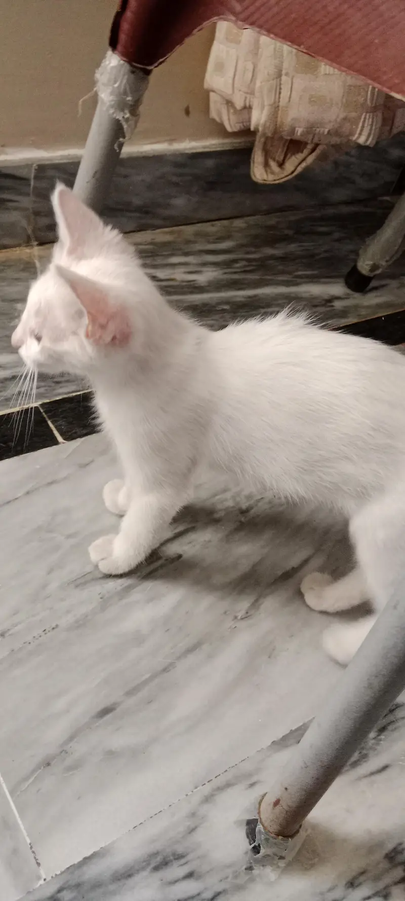Persian kitten for adoption — photo 2