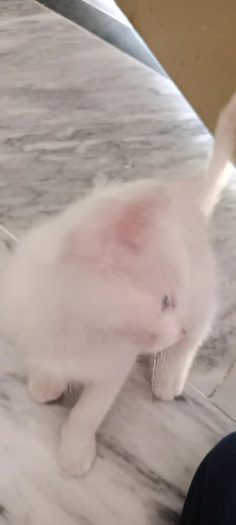 Persian kitten for adoption — photo 3