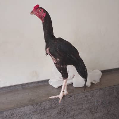 12345
