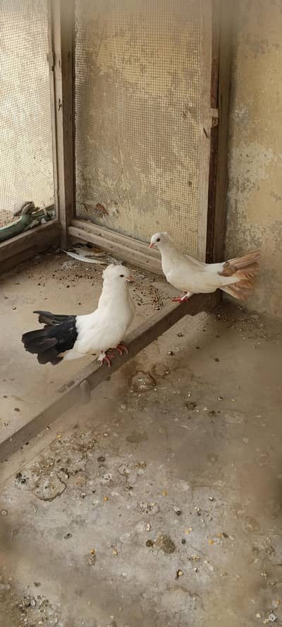 laka breeder pair