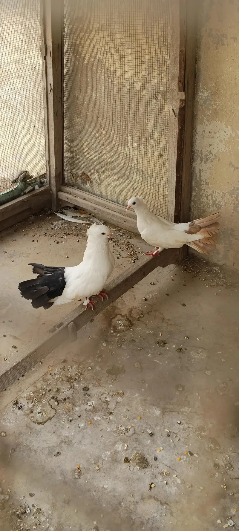 laka breeder pair