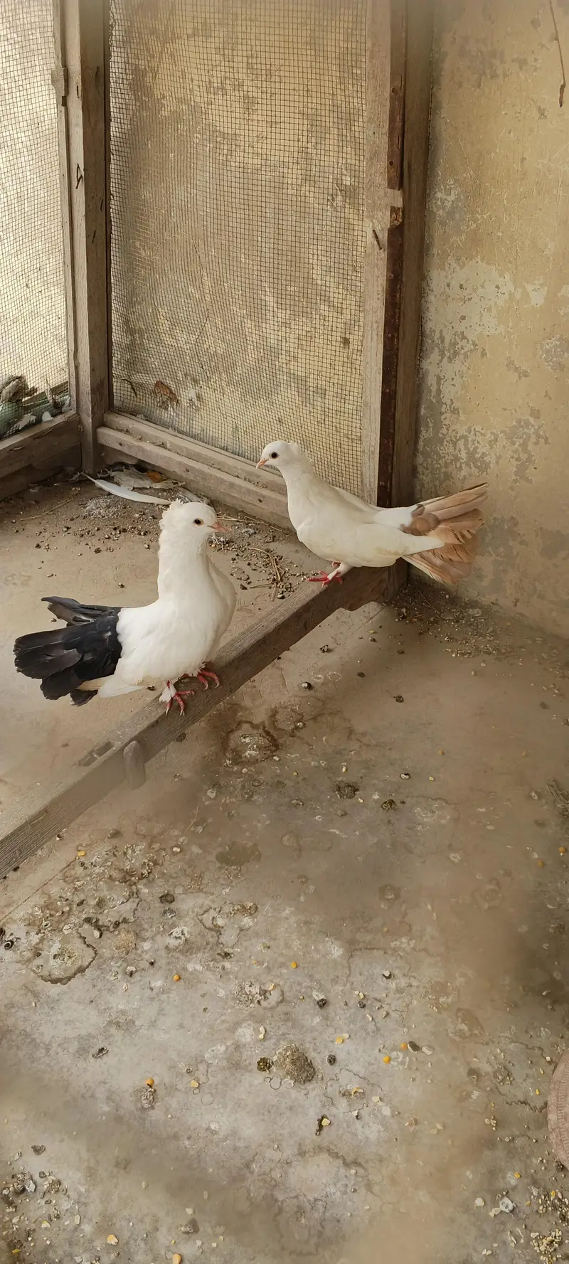 laka breeder pair — photo 2