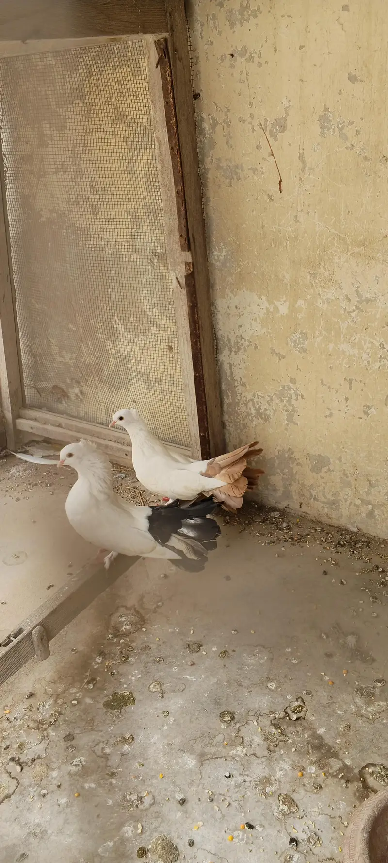 laka breeder pair — photo 3