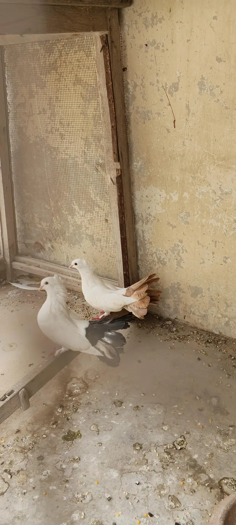 laka breeder pair — photo 4