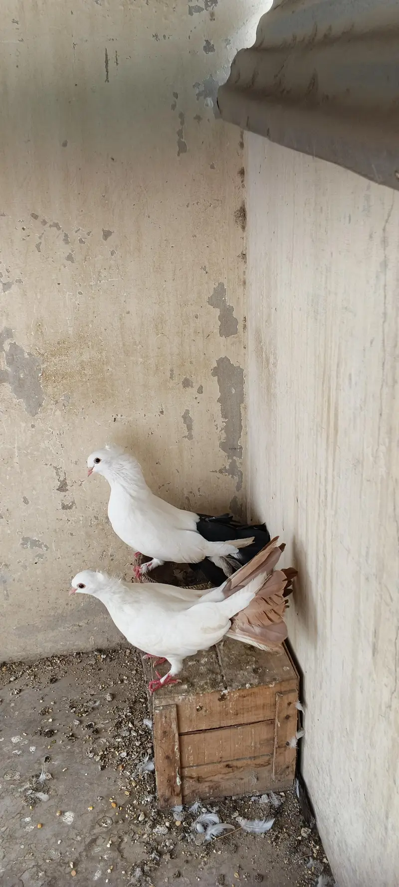 laka breeder pair — photo 5