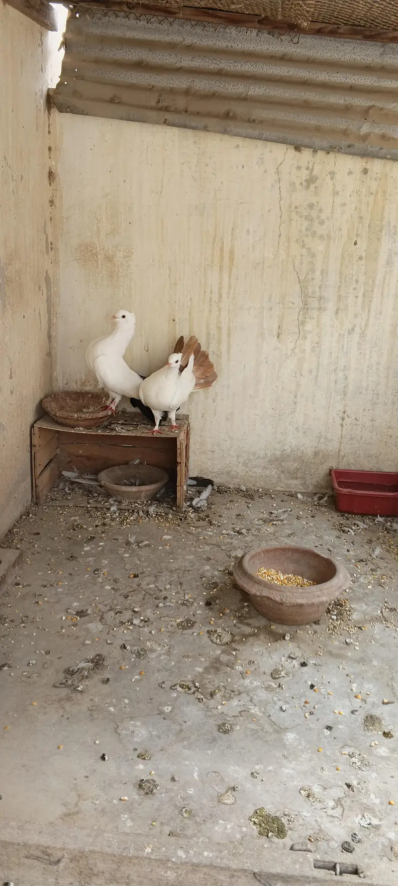 laka breeder pair — photo 6