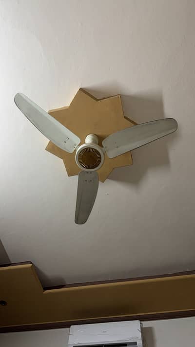 Royal fan pair