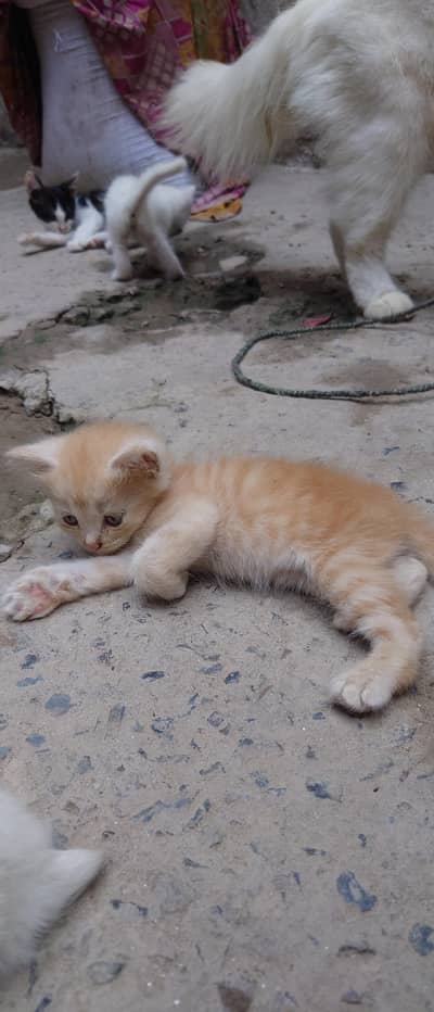 Persian cat