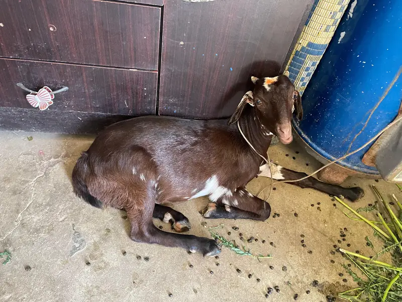Bakra and bakri for sell. . . . — photo 2