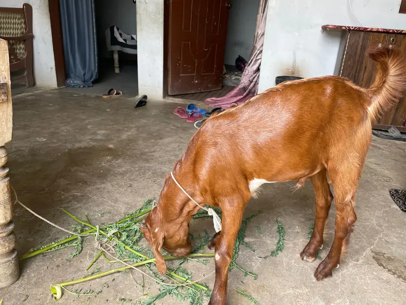 Bakra and bakri for sell. . . . — photo 3