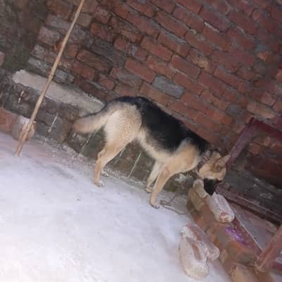 German Shepherd